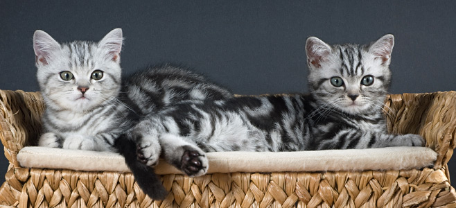 Zwei junge Britisch-Kurzhaar-Katzen im Korb